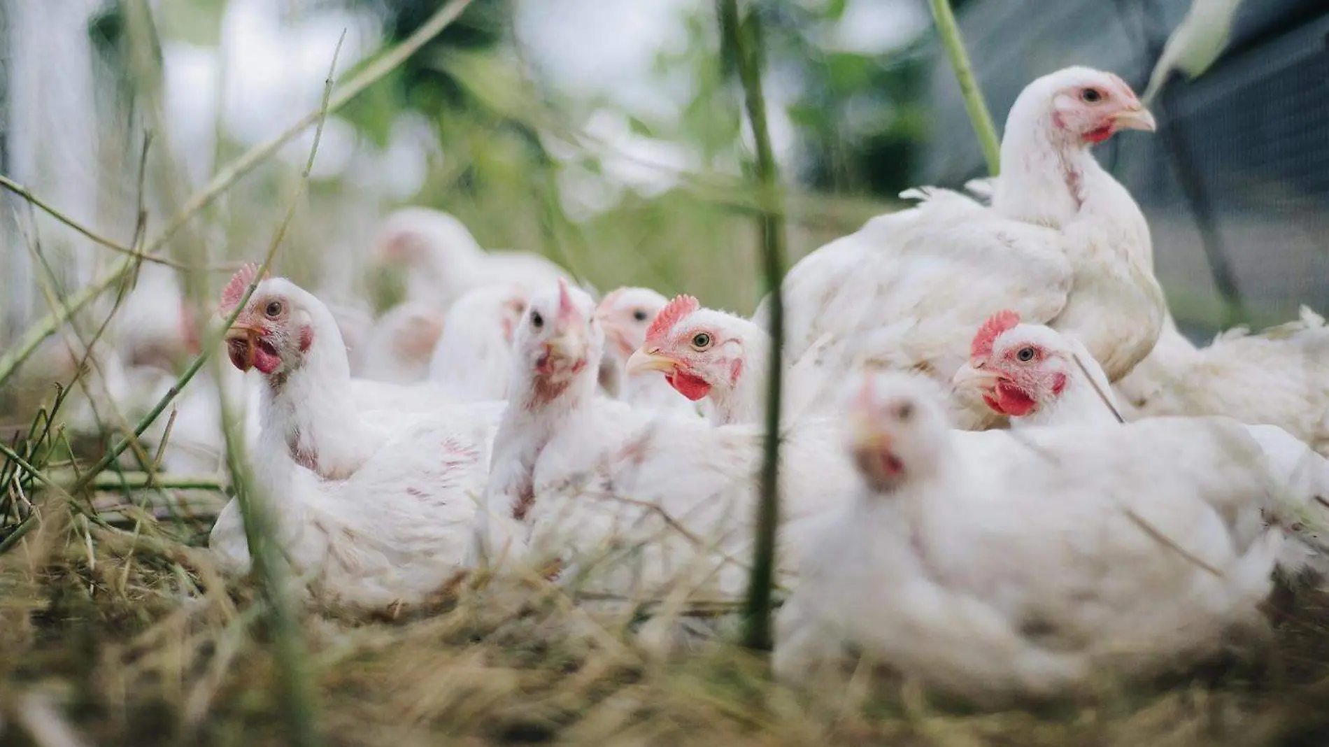 Senasica informó sobre el sacrificio de más de cinco millones de aves de corral infestadas en México